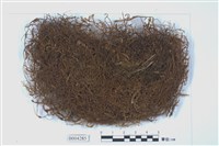 藏品(剪葉蘚屬)的圖片